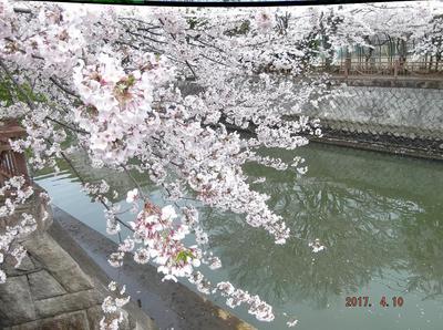 海老川の桜 00601.jpg