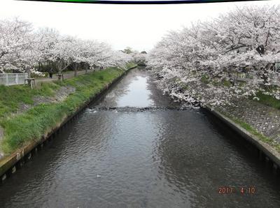 海老川の桜 00901.jpg