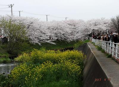 海老川の桜 01801.jpg